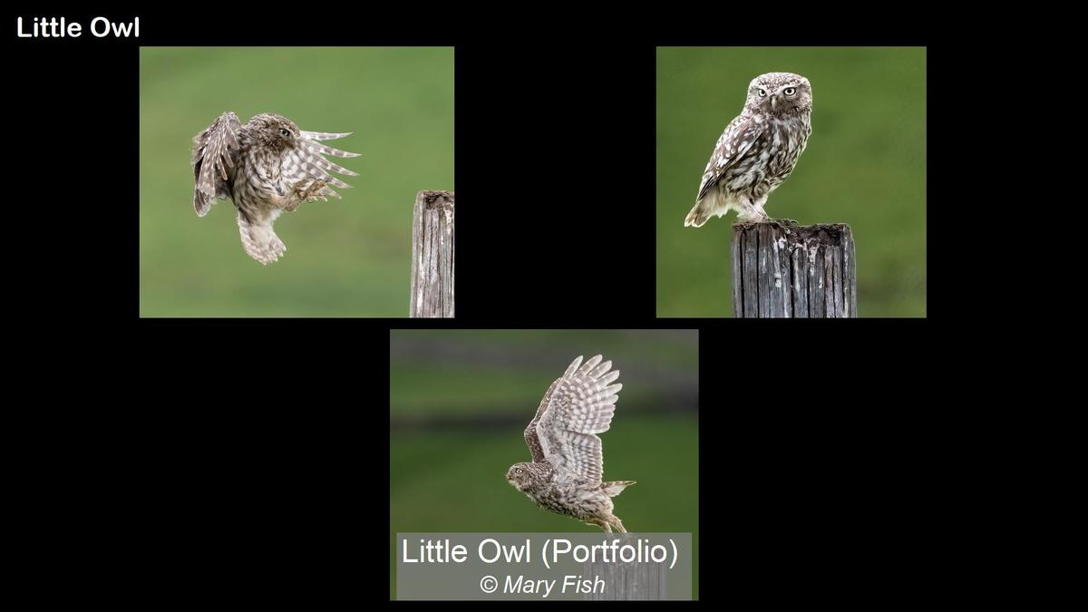 Little Owl (Portfolio)_Mary Fish